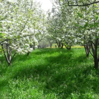 اجاره واحد در کوی فرهنگ