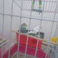 جفت مرغ عشق سالم سرحال شلیته