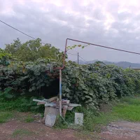 ۴۰۰متر زمین مسکونی/شهر لیسار