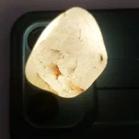 شجر رگ دار آبدار گبری با قدمت ۷۰۰۰ سال|کلکسیون اشیاء عتیقه|بم, |دیوار