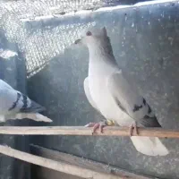 شامی دمسفید زرد هفرنگ خطی