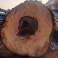 چوب بری|خدمات باغبانی و درختکاری|صوفیان, |دیوار