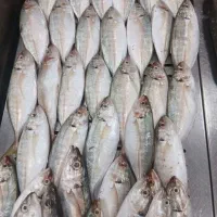 ماهی ۱۳۹ تومان|خوردنی و آشامیدنی|قم, در بهشت|دیوار