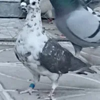 ماده کشکی طاووسی درجه ۱