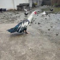 اردک اسراییلی