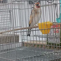 سهره