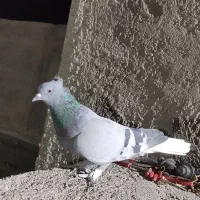 دم سفید