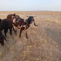 یک عددبزپاکستانی شکم اول 3ماه ابستن
