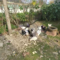 تخم مرغ گلین|حیوانات مزرعه|رضوانشهر, |دیوار