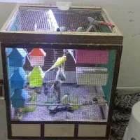 قفس سالم