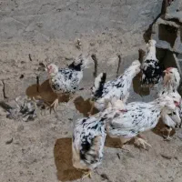 6عدد مرغ گلین پنگوئنی کیفیت فول|حیوانات مزرعه|فلاورجان, |دیوار