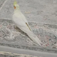 عروس هلندی ماده