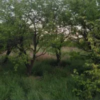 فروش باغ با آب زیاد و مجوز شیلات