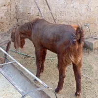 نری پاکستانی و الپاین|حیوانات مزرعه|میبد, |دیوار