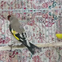 سهره دورگ،آکواریوم|پرنده|تهران, خاوران|دیوار