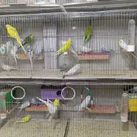 مرغ عشق انواع رنگ ها|پرنده|تبریز, |دیوار