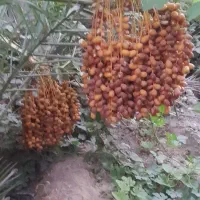 فروش پاجوش نخل ۸ کیلو ب بالا رسیده درجه ۱|خدمات باغبانی و درختکاری|قیروکارزین, |دیوار