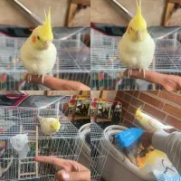 گم شده مژدگانی ۲ تومن