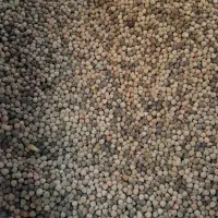 گاودانه تمیز