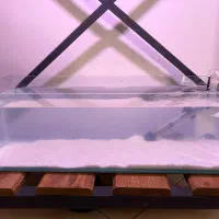 ماهی دیسکس انجل