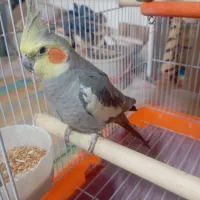 عروس هلندی گم شده