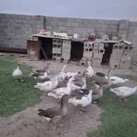 غاز|حیوانات مزرعه|بروجرد, |دیوار