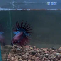 فروش انواع نژاد فایتر و غذا های هیکاری|ماهی|تهران, صادقیه|دیوار