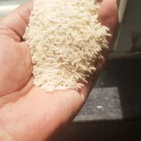 برنج طارم هاشمی کشت دوم