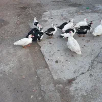 فروش اردک رشت|حیوانات مزرعه|نقده, |دیوار