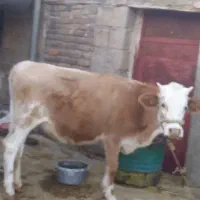 تلیسه جوان مخصوص داشت|حیوانات مزرعه|دره شهر, |دیوار