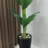 درختچه موز دو تنه