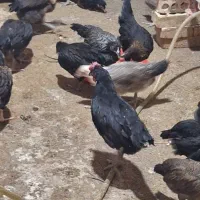 جوجه نیمچه محلی گلپایگانی مرغ وخروس  ۴ ماهه