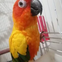طوطی