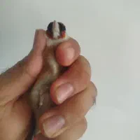 سهره چونه سفید نر و ماده
