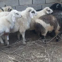 بره نر چاق کشتاری و تخمی دربافت