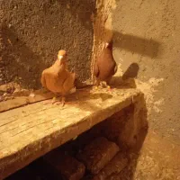 کفتر زرد سرخ