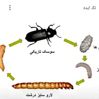 فروش کرم میلورم زنده و خشک،شیفره و سوسک تاریکی|خزنده|تبریز, |دیوار