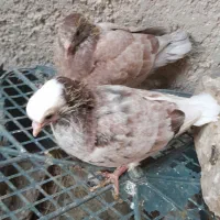 سلام تعدادی کفتر فروشی قیمت مناسب