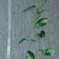 قلمه سینگونیوم و پتوس|گل و گیاه طبیعی|تهران, مجیدیه|دیوار