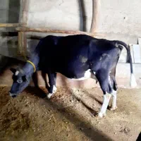 گاو شیری با گوساله نر اردبیل