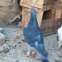 جوجه چاپی گمشده