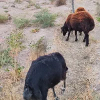 بره نر درجه یک