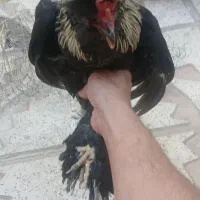 مرغ و خروس