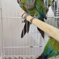 جوجه کریمسون داخلی نر و ماده|پرنده|مشهد, کارمندان دوم|دیوار