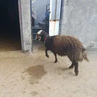 قوچ|حیوانات مزرعه|سربند, |دیوار