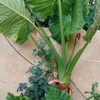 باباادم تنه دار جاینت وارداتی سه متری با پاجوش