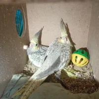 جوجه عروس هلندی ۳ ماهه دون خور