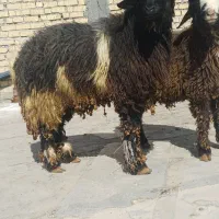 بره غوچی|حیوانات مزرعه|دهدشت, |دیوار