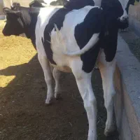 تلیسه کیلو450