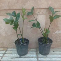حراجی|گل و گیاه طبیعی|سبزوار, شرق کال میانی|دیوار